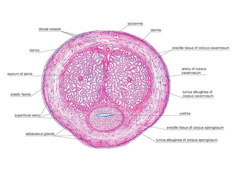 penisfoto|Category : Labeled photographs of human male genitalia